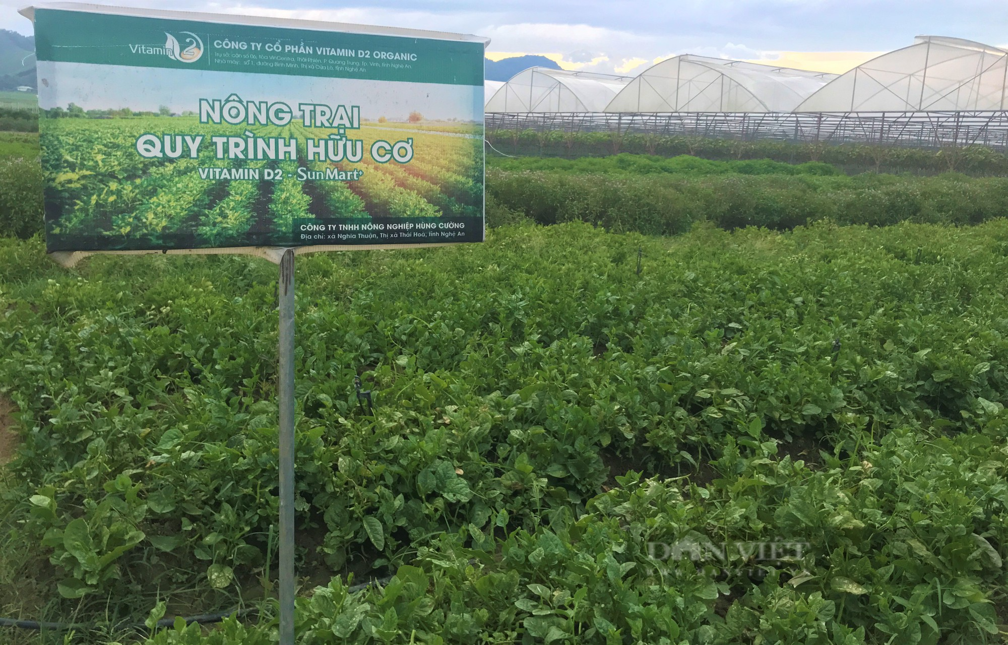 Sản xuất nông sản sạch ở Nghệ An: Trang trại công nghệ cao trồng đủ thứ rau, củ, quả sạch - Ảnh 2.