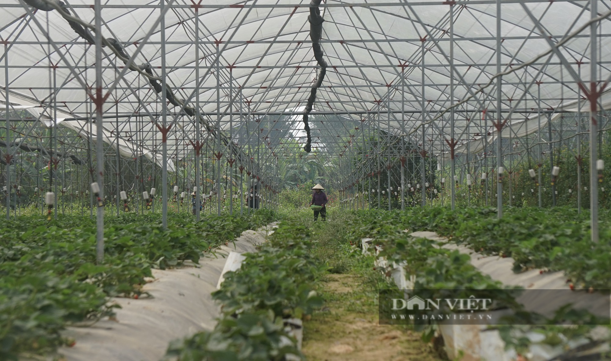Sản xuất nông sản sạch ở Nghệ An: Trang trại công nghệ cao trồng đủ thứ rau, củ, quả sạch - Ảnh 3.