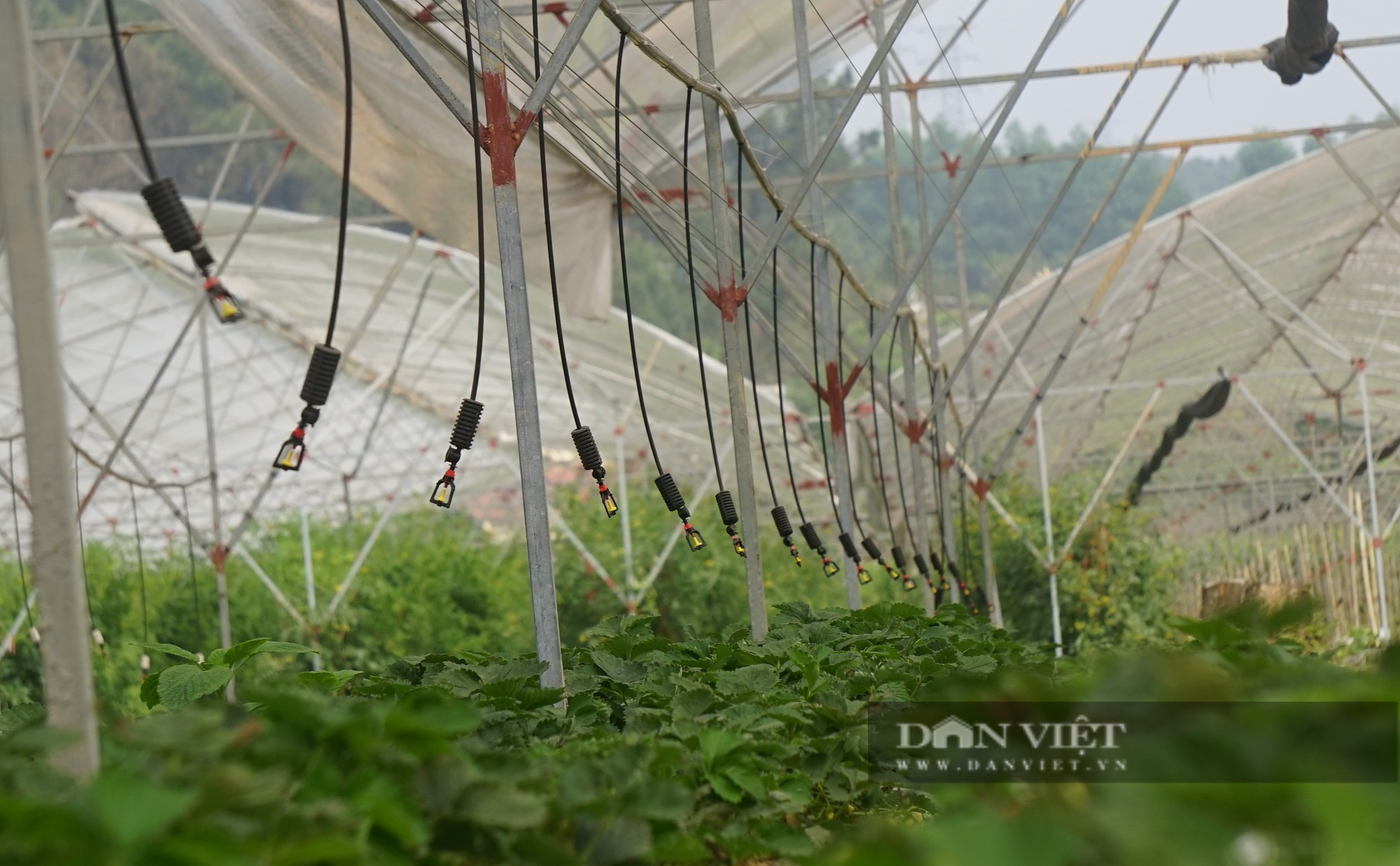 Sản xuất nông sản sạch ở Nghệ An: Trang trại công nghệ cao trồng đủ thứ rau, củ, quả sạch - Ảnh 4.