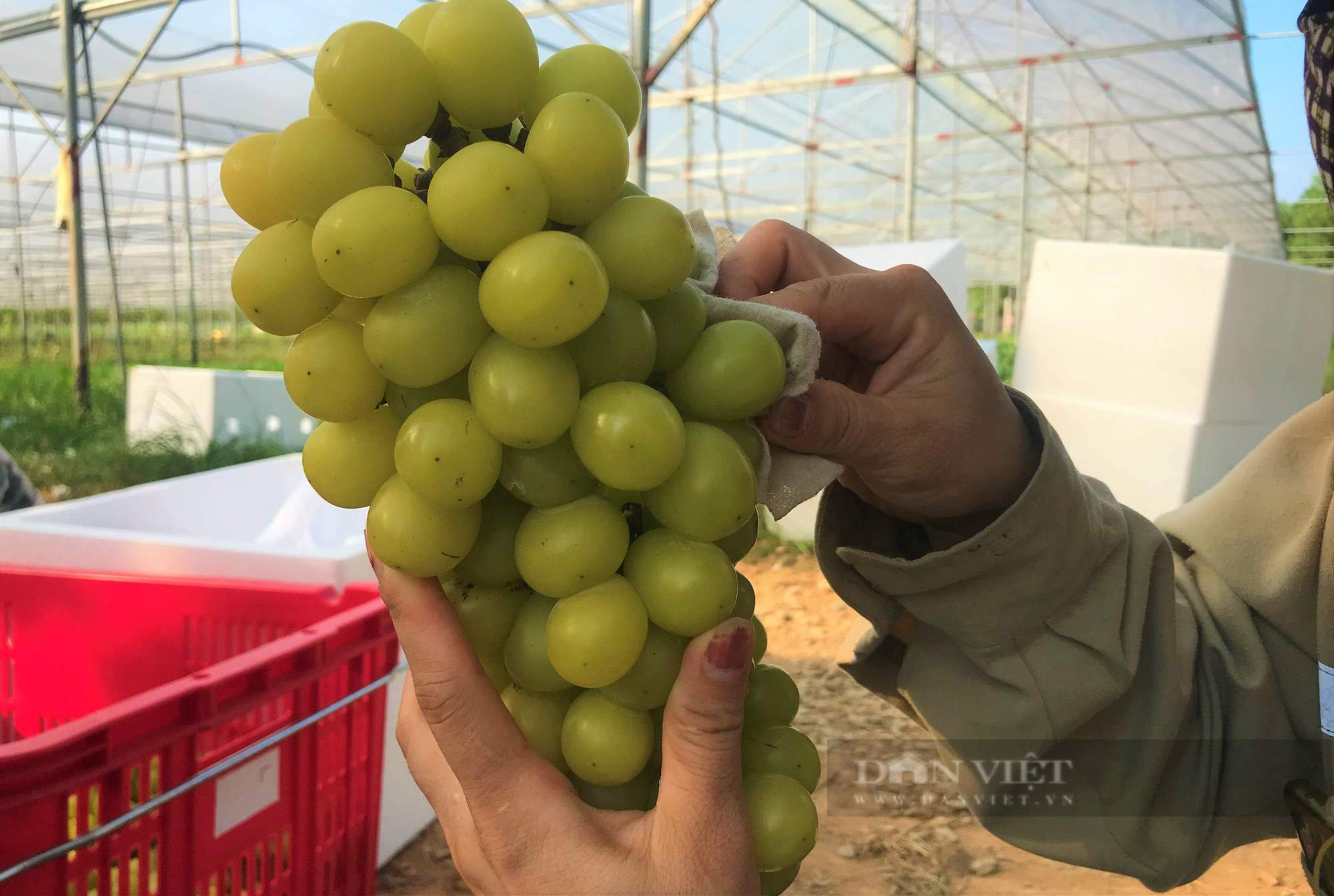 Sản xuất nông sản sạch ở Nghệ An: Trang trại công nghệ cao trồng đủ thứ rau, củ, quả sạch - Ảnh 5.