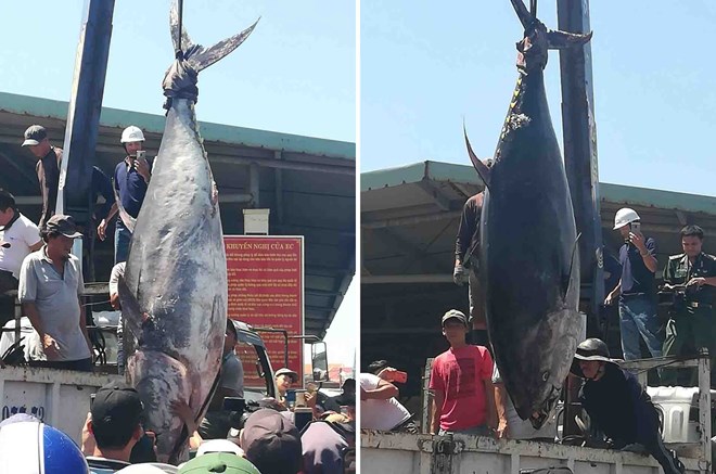 Xuất khẩu cá ngừ đóng hộp tăng vọt trong bối cảnh khó khăn chung - Ảnh 1.