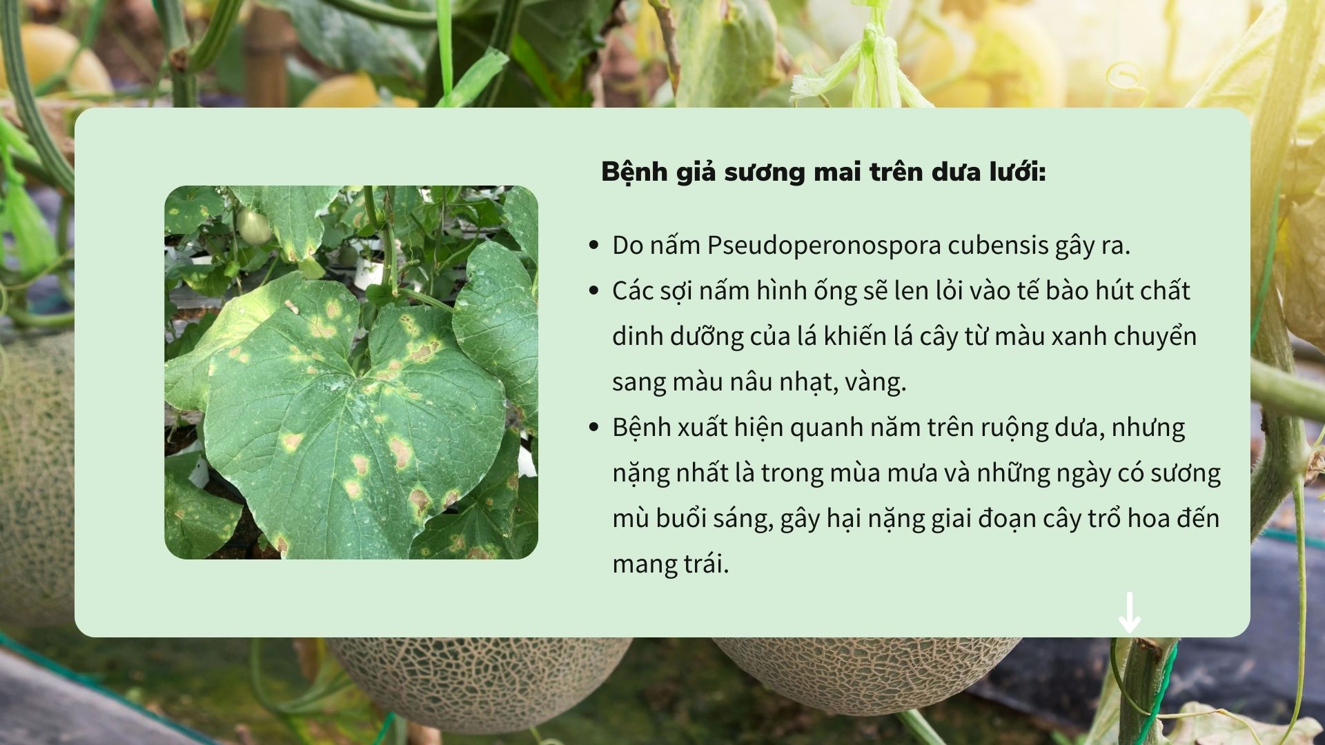 SỔ TAY NHÀ NÔNG: Những bệnh thường gặp trên cây dưa lưới và cách phòng bệnh - Ảnh 2.