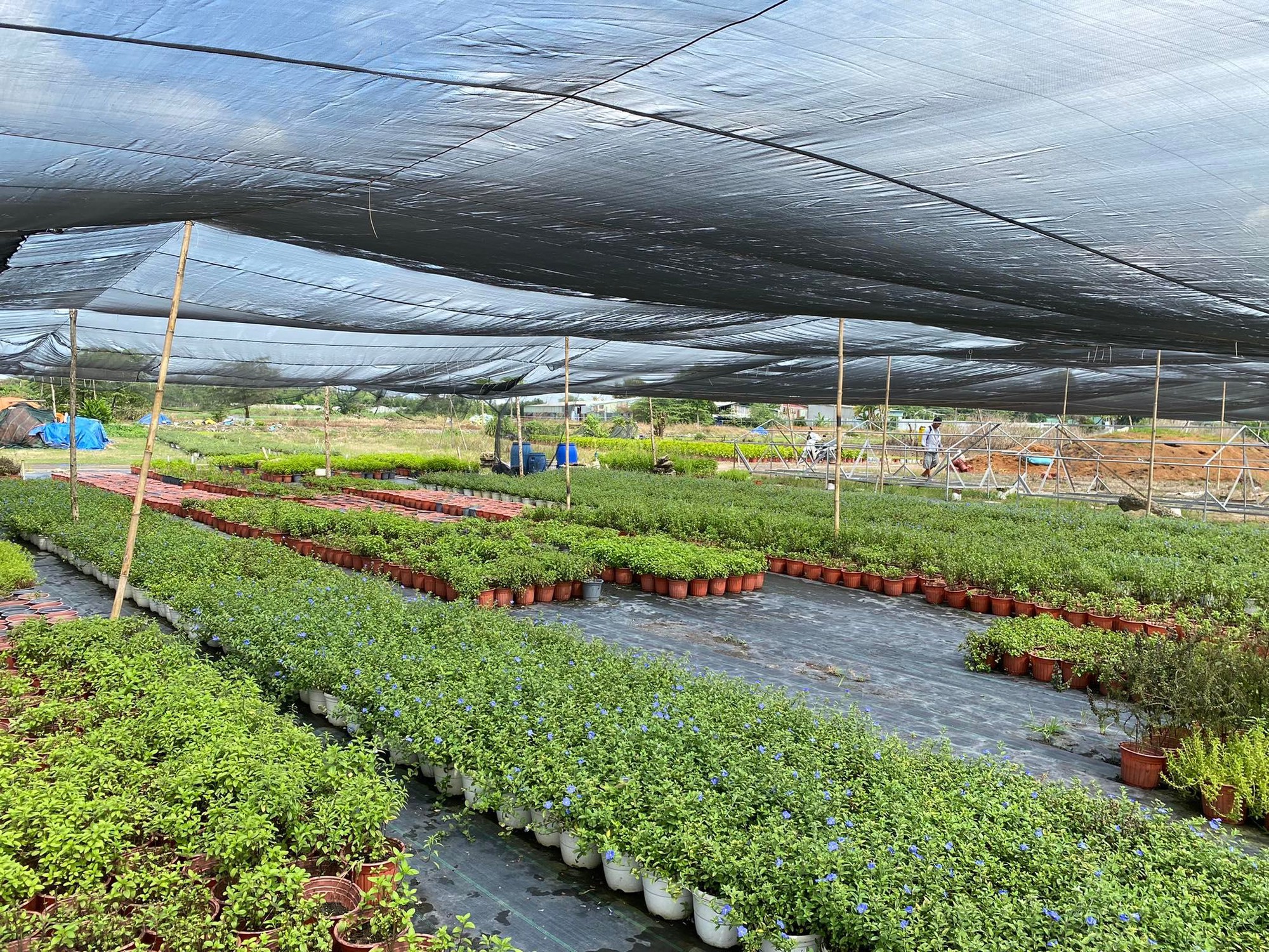 TP.HCM: Chuyển hướng sang nghề trồng cây kiểng giúp nông dân thích ứng với đô thị hóa - Ảnh 3.