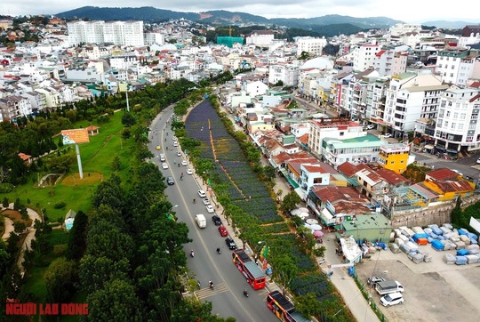 Cánh đồng hoa nữ hoàng xanh đẹp lung linh, phục vụ miễn phí giữa lòng Đà Lạt - Ảnh 1.