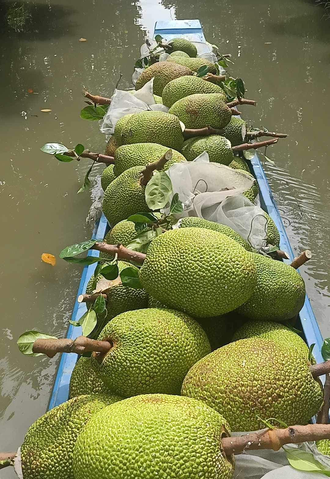 Giá mít Thái hôm nay 21/9: Chỉ trong 7 ngày, giá mít giảm từ 9.000-15.000 đồng/kg - Ảnh 1.