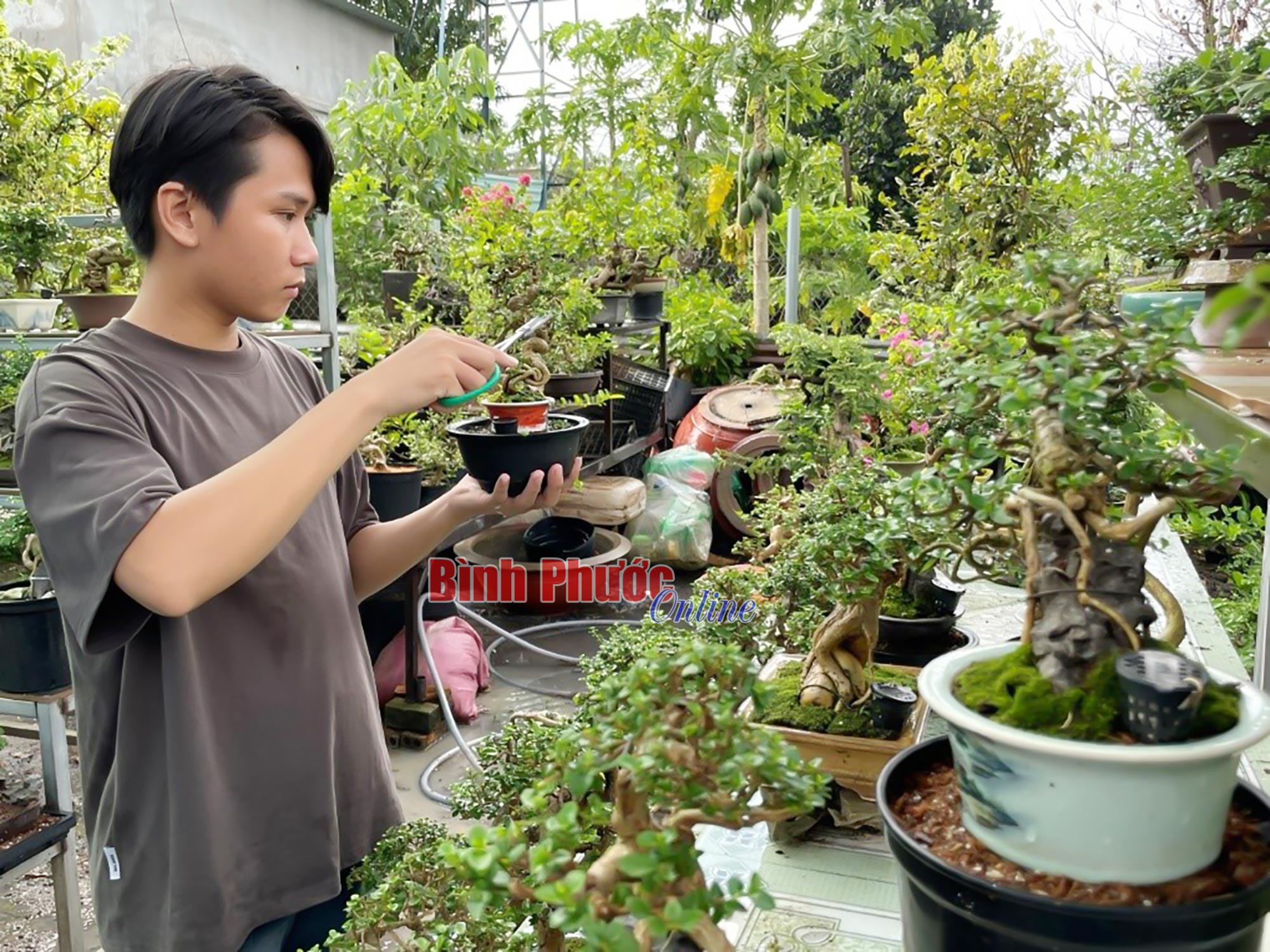 Hotboy Bình Phước sở hữu 1.000 chậu bonsai mini, làm chơi mà mỗi tháng thu 30 - 40 triệu đồng - Ảnh 1.