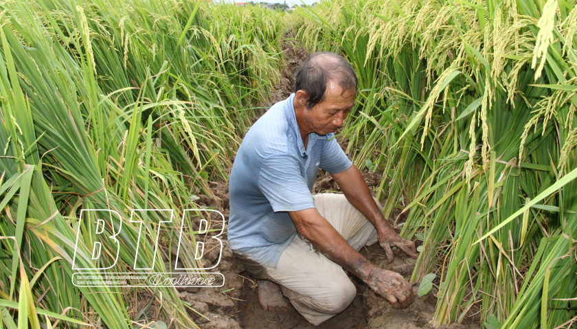Lúa còn chưa thu hoạch, nông dân một xã ở Thái Bình đã rẽ đất, đặt một loại cây xuống để làm gì? - Ảnh 1.