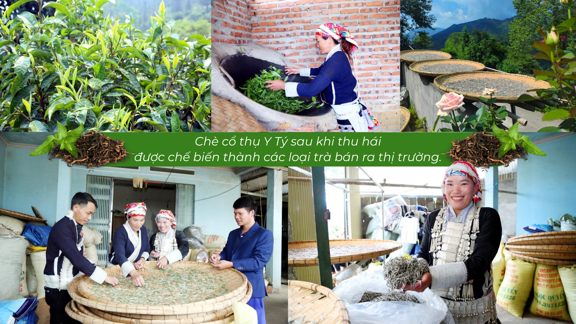 Lào Cai có một 'kho vàng xanh', mùi thơm như mật ong, hễ bán là hết sạch, giá 1,5 triệu đồng/kg - Ảnh 8.
