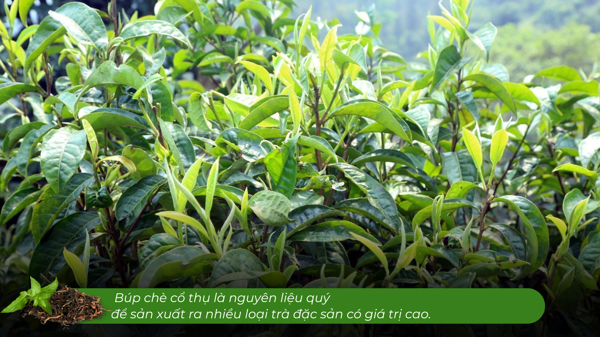 Lào Cai có một 'kho vàng xanh', mùi thơm như mật ong, hễ bán là hết sạch, giá 1,5 triệu đồng/kg - Ảnh 5.