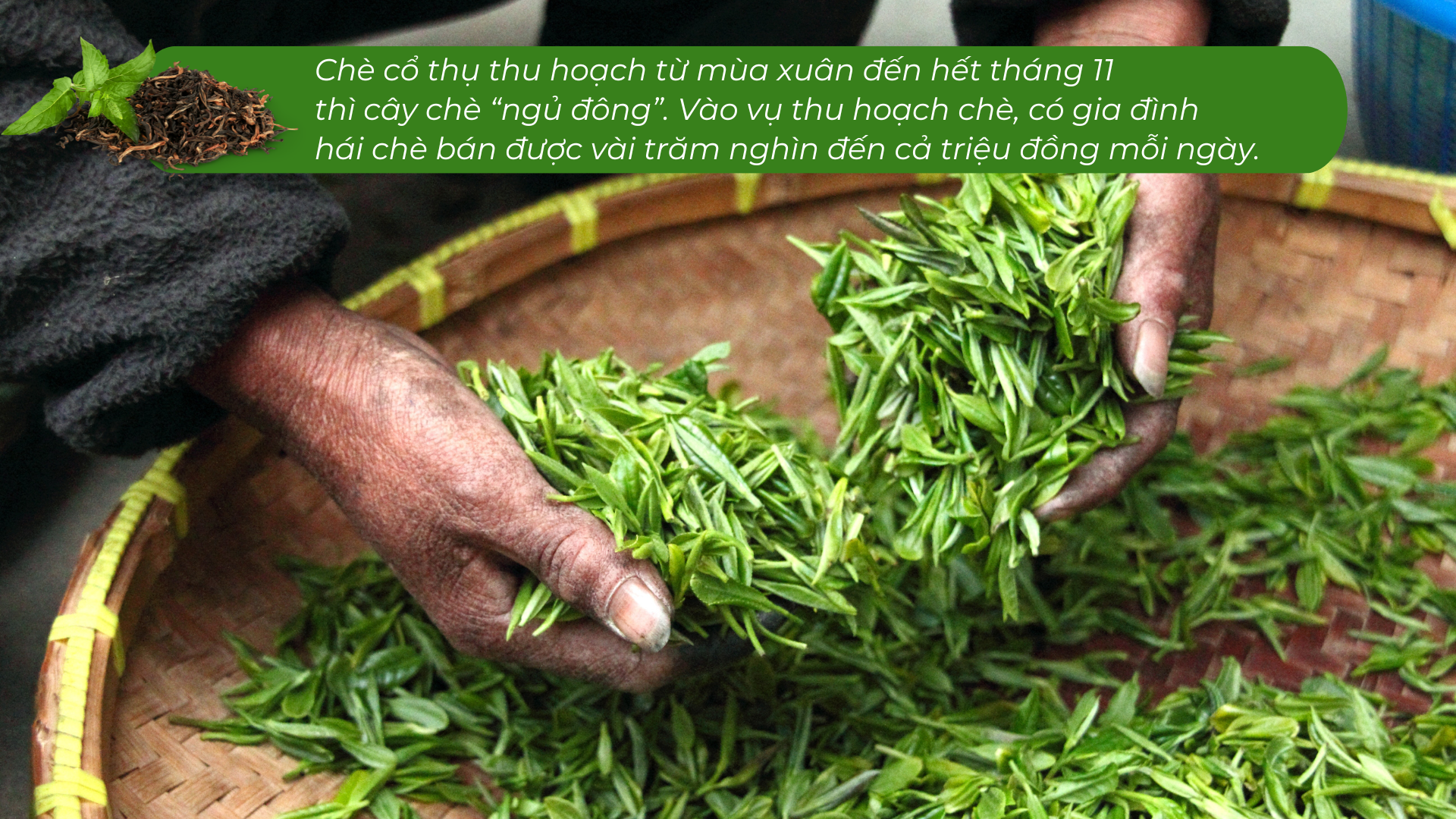 Lào Cai có một 'kho vàng xanh', mùi thơm như mật ong, hễ bán là hết sạch, giá 1,5 triệu đồng/kg - Ảnh 6.
