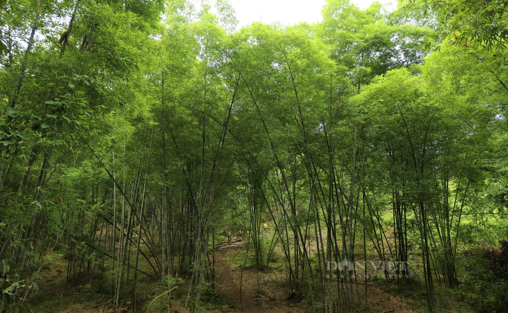 Dân huyện này ở Nghệ An trồng loại cây không cần chăm sóc, thu hoạch đến hết đời, có bao nhiêu cũng bán sạch - Ảnh 1.
