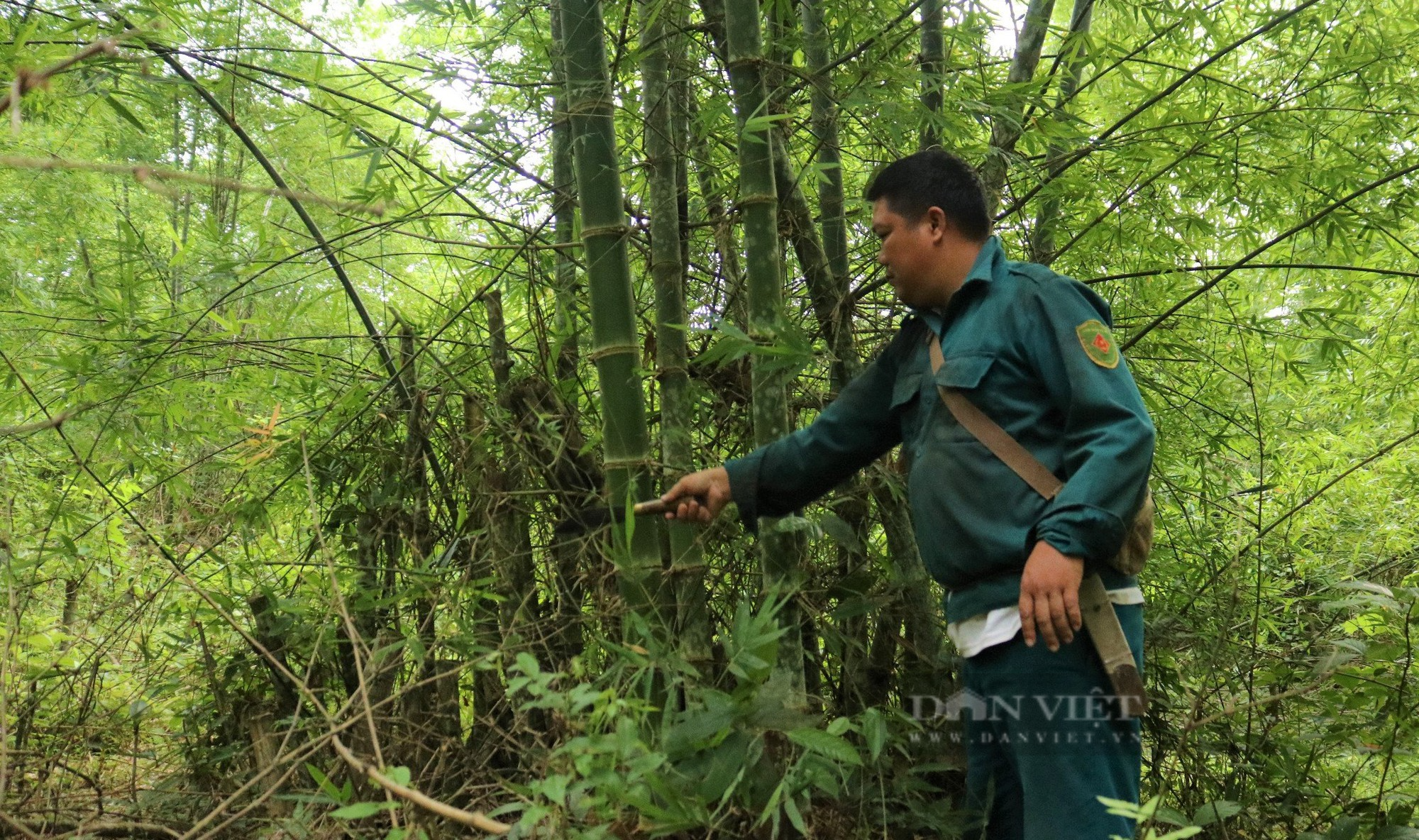Dân huyện này ở Nghệ An trồng loại cây không cần chăm sóc, thu hoạch đến hết đời, có bao nhiêu cũng bán sạch - Ảnh 3.