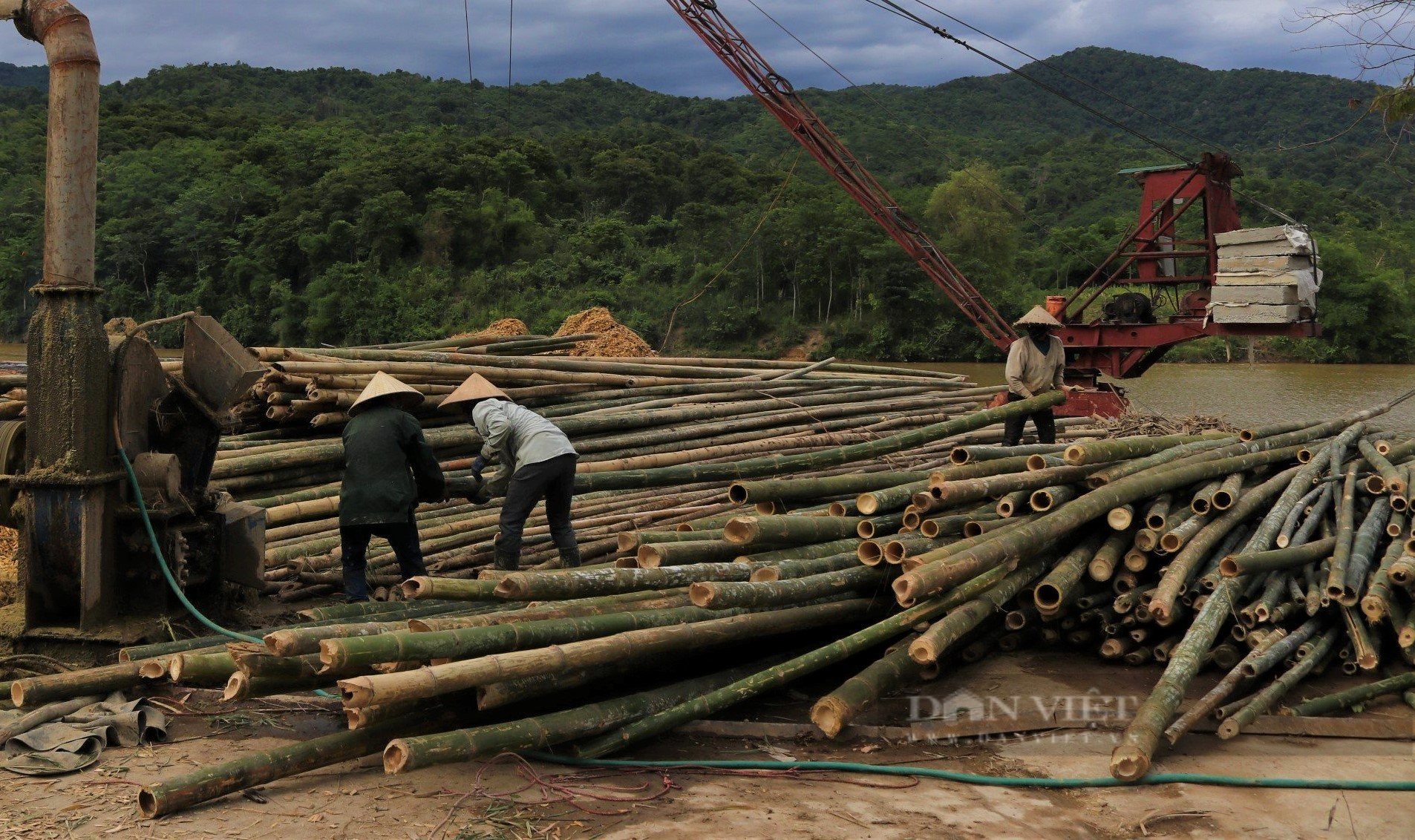 Dân huyện này ở Nghệ An trồng loại cây không cần chăm sóc, thu hoạch đến hết đời, có bao nhiêu cũng bán sạch - Ảnh 5.