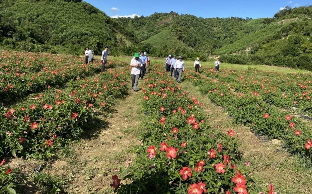 Một huyện có tỉnh Thừa Thiên - Huế tham vọng trồng 360ha đủ loại cây thuốc quý, hiếm - Ảnh 1.