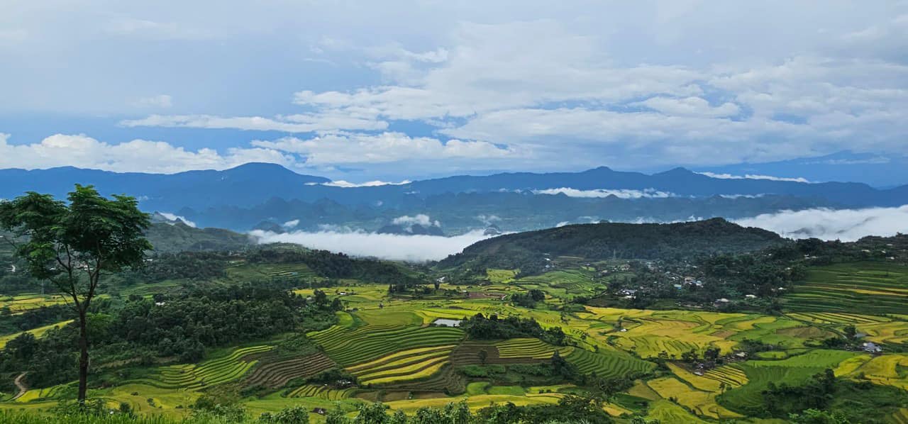 Wallpaper 4k - Hình nền 4k hình ảnh về ruộng bậc thang đẹp | Rice paddy,  Vietnam, Landscape photography nature