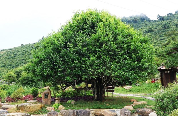 Chè cổ thụ-một loại cây cổ thụ mọc ở độ cao 1.400m tại Yên Bái, cây cao niên nhất là mấy trăm năm tuổi? - Ảnh 3.