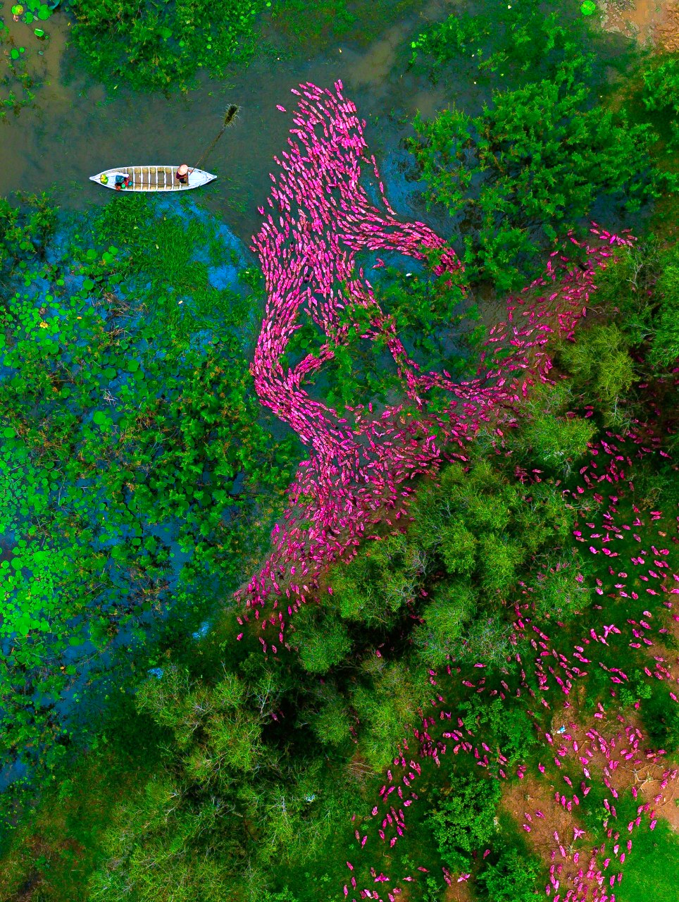 Có một không hai: đàn vịt màu hồng hàng trăm con bơi hình chữ S  - Ảnh 2.