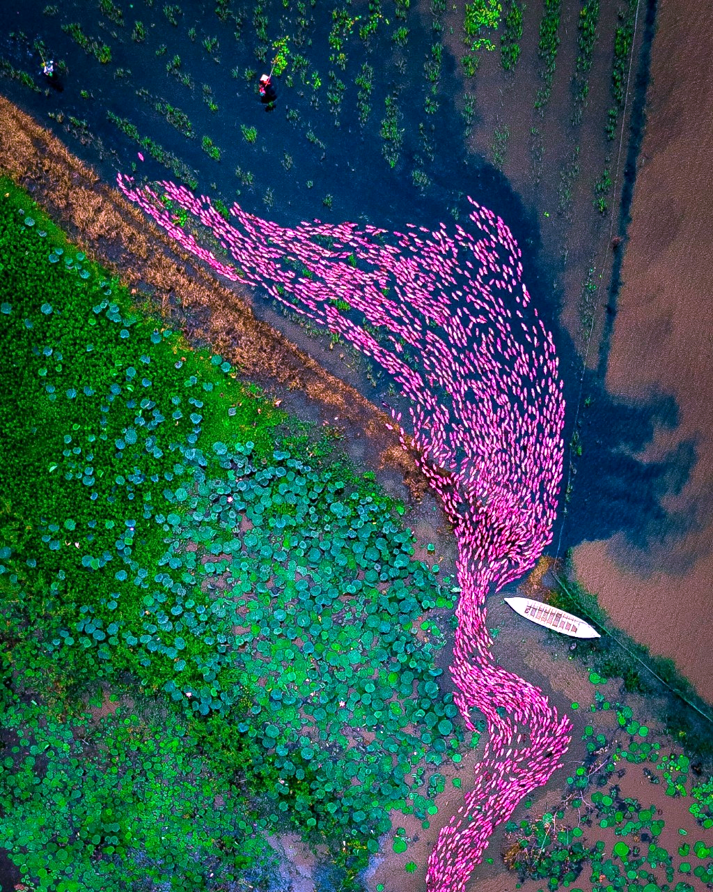 Đàn vịt màu hồng trên cánh đồng miền Tây nhìn từ trên cao bị lầm tưởng là ảnh công nghệ AI. - Ảnh 3.
