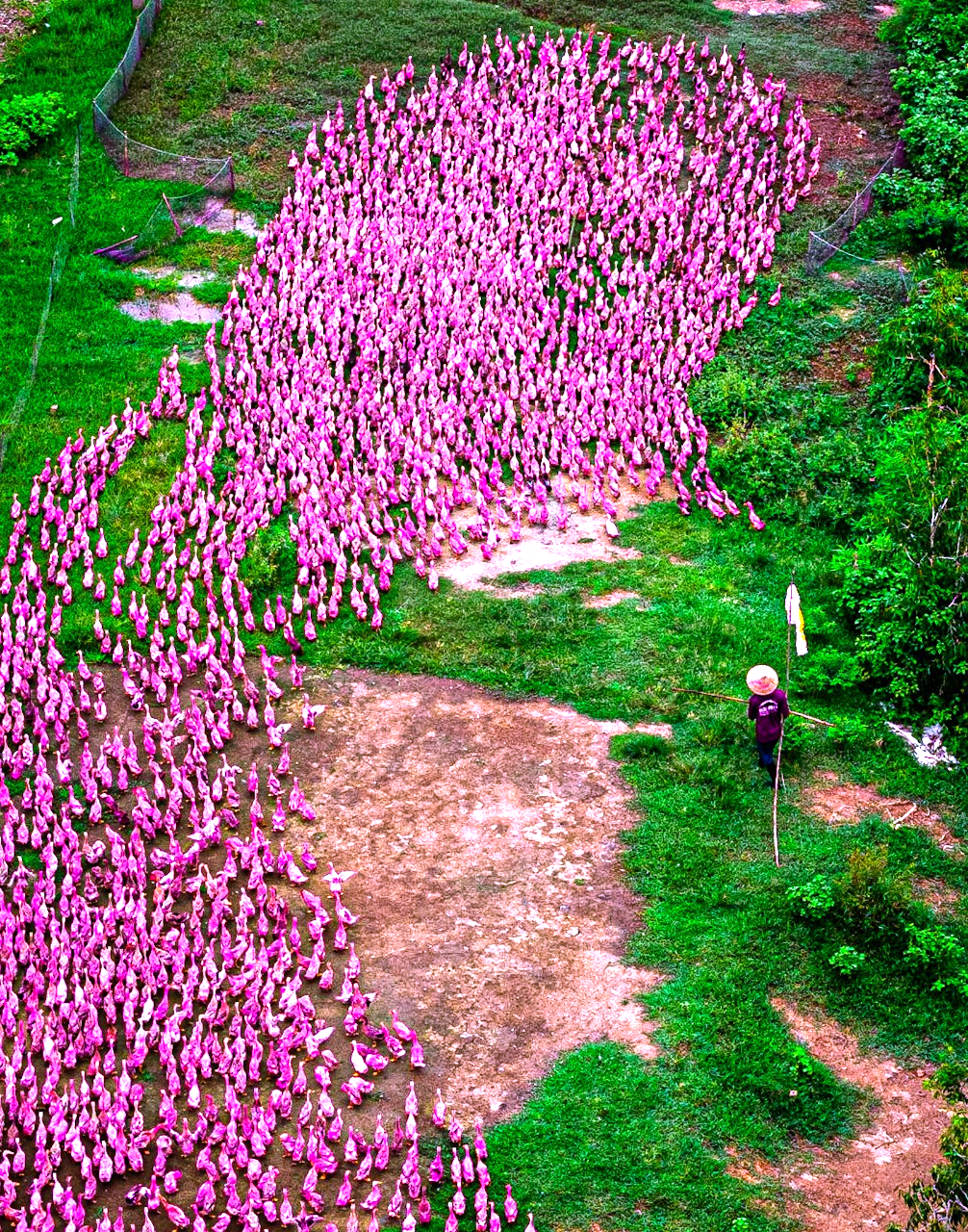 Có một không hai: đàn vịt màu hồng hàng trăm con bơi hình chữ S  - Ảnh 4.