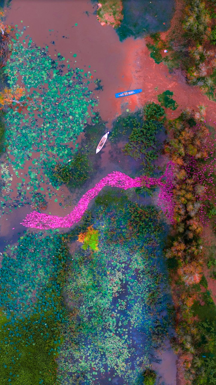 Đàn vịt màu hồng trên cánh đồng miền Tây nhìn từ trên cao bị lầm tưởng là ảnh công nghệ AI. - Ảnh 5.