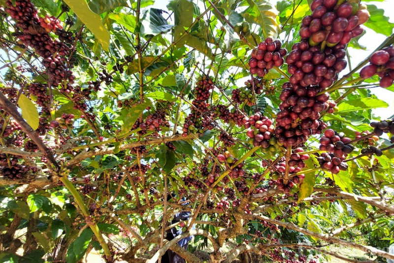 Giá cà phê ngày 17/10: Cà phê Robusta điều chỉnh giá nhẹ - Ảnh 3.