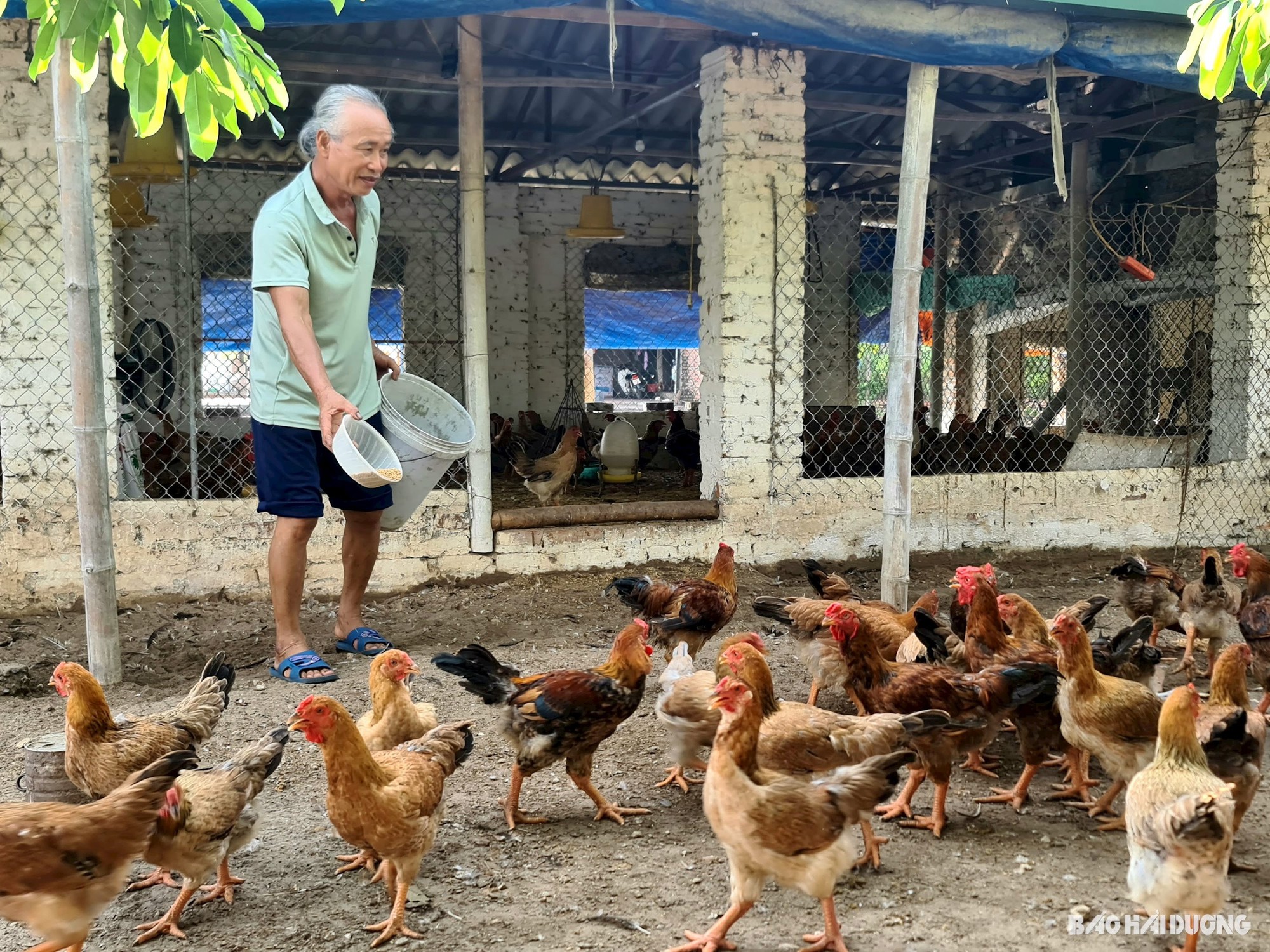 Cho gà ăn cám trộn với thảo dược quý, nông dân một xã ở Hải Dương chăm nhàn tênh mà lại có tiền - Ảnh 1.