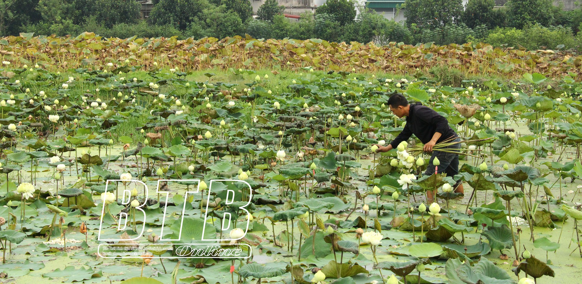 Gom ruộng của 40 hộ trồng loài hoa mọc dưới bùn, ông nông dân Thái Bình có thu nhập khá  - Ảnh 1.