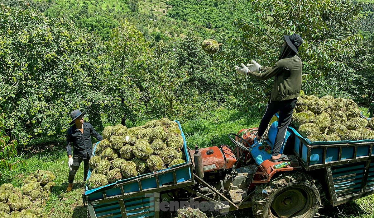 'Hái ra tiền' nhờ giá sầu riêng phi mã, nông dân Khánh Sơn thu về 700 triệu đến 1 tỷ đồng/ha - Ảnh 20.