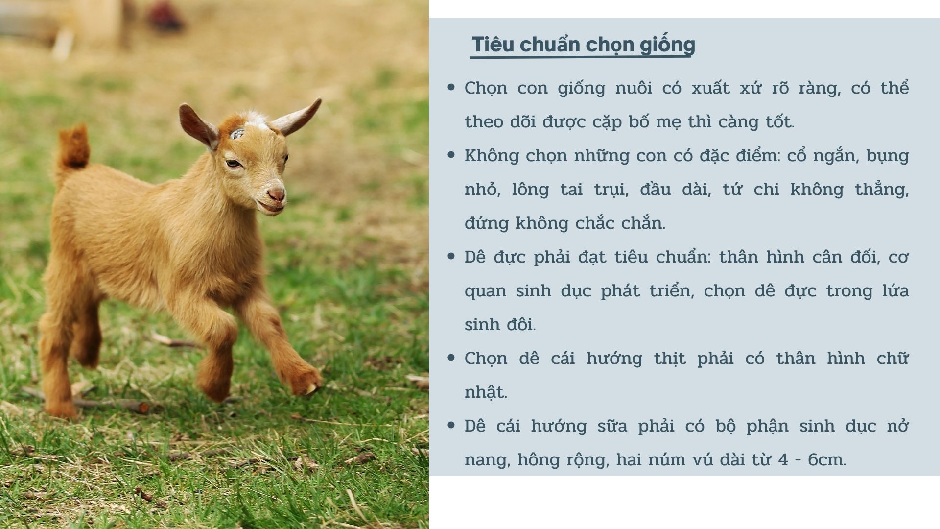 SỔ TAY NHÀ NÔNG: Kỹ thuật nuôi dê cơ bản cho người mới bắt đầu - Ảnh 2.