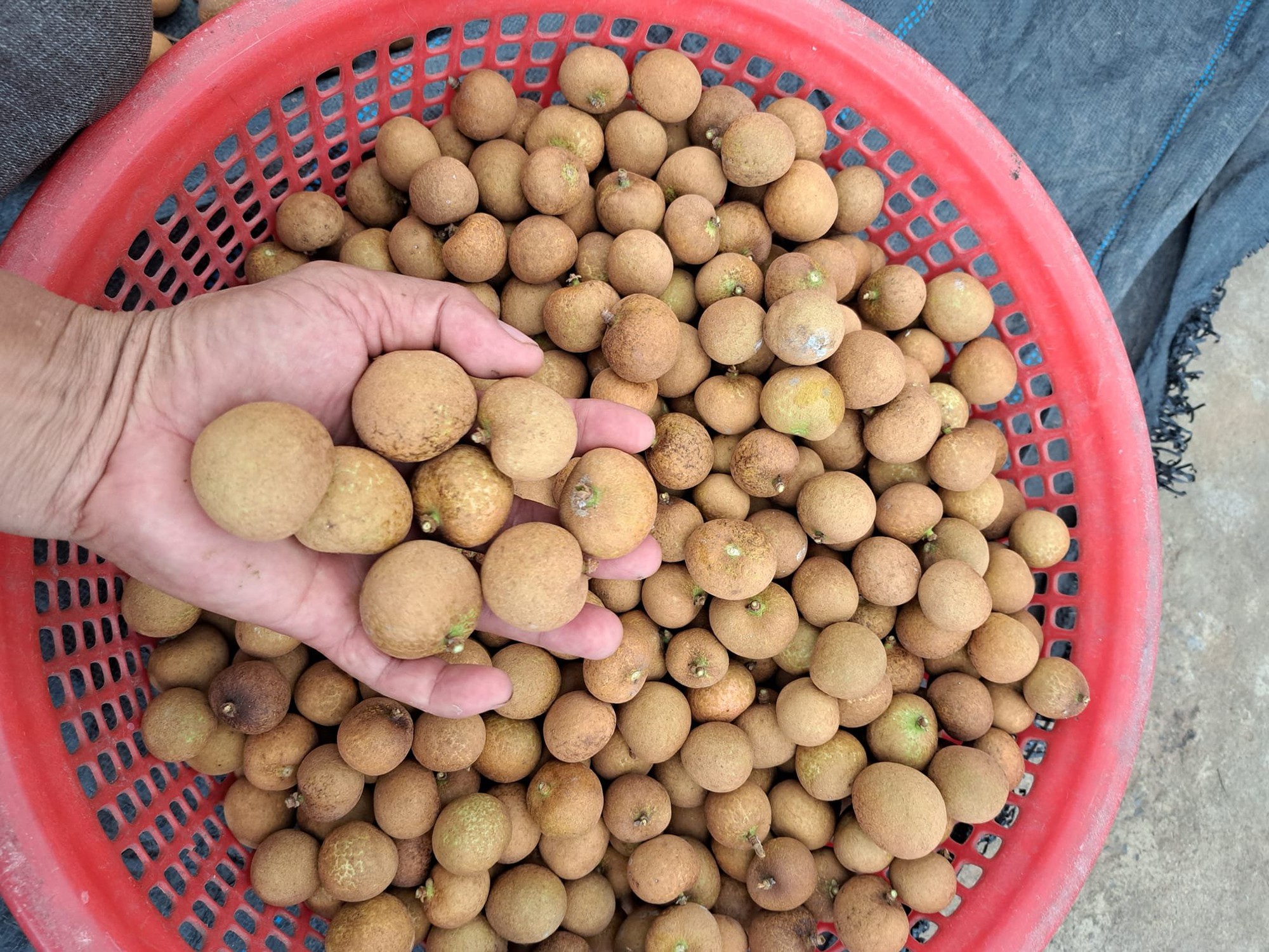 Nông dân Củ Chi trồng loại nhãn “xịn”, có lúc giá hơn 100.000 đồng/kg - Ảnh 3.