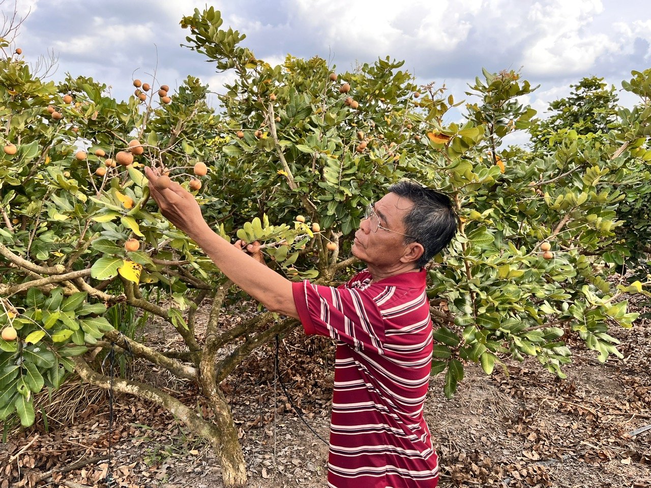 Nông dân Củ Chi trồng loại nhãn “xịn”, có lúc giá hơn 100.000 đồng/kg - Ảnh 1.