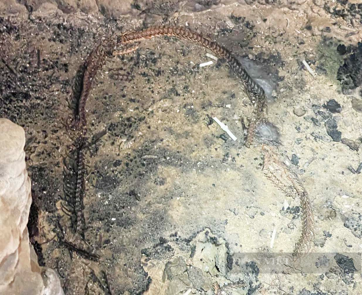 Khám phá hang Rục Mòn (Bài 2): Ngọc trong hang và bí ẩn về loài rắn ở độ cao 400m - Ảnh 9.