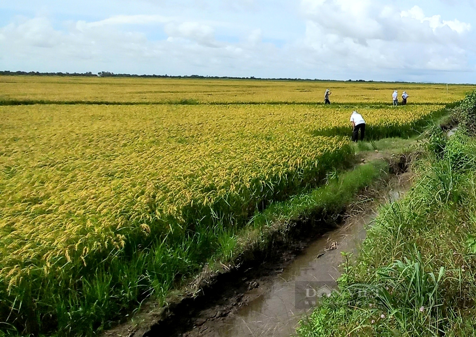 Liên kết trồng lúa cánh đồng lớn thu 20 tỷ/năm, giám đốc miệt vườn thành Nông dân Việt Nam xuất sắc 2023 - Ảnh 5.