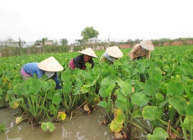 Loại rau này mọc bạt ngàn, dân hái về băm cho lợn ăn thế mà nay thành đặc sản cho người, 100.000 đồng/kg - Ảnh 6.