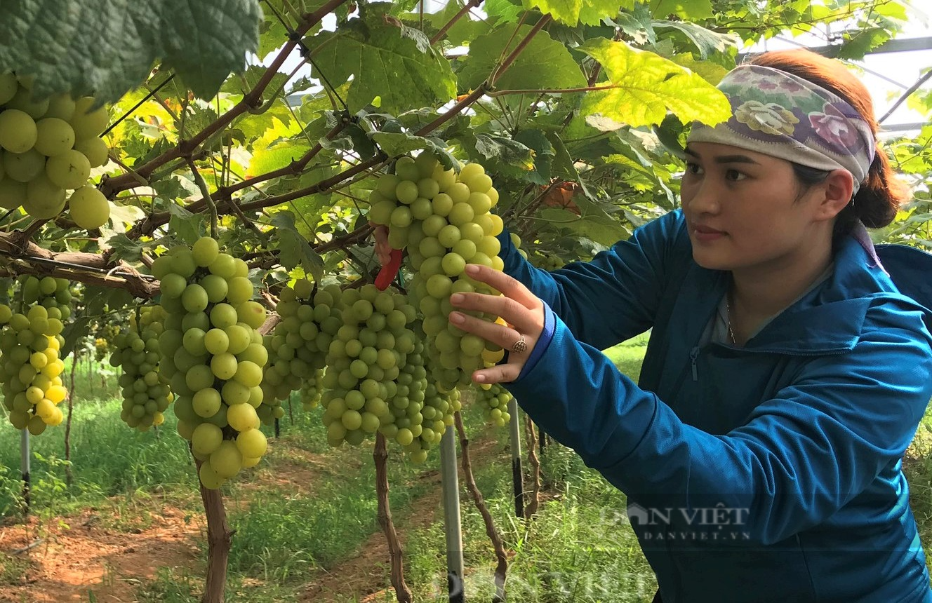 Bước chuyển biến mạnh mẽ trong sản xuất, kinh doanh, tiêu thụ nông sản, thực phẩm an toàn ở Nghệ An - Ảnh 8.