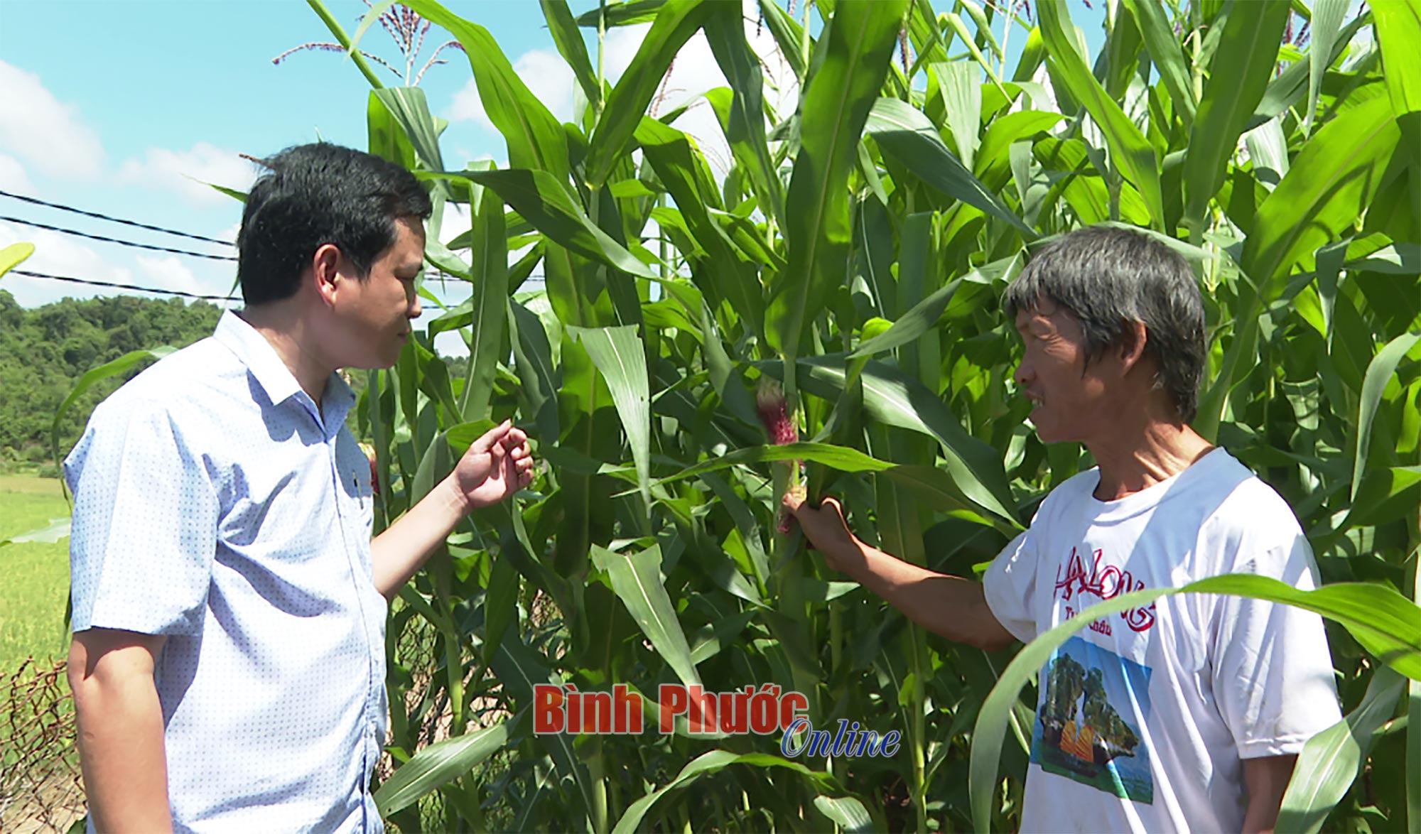 Một xã của tỉnh Bình Phước muốn biến 600ha đất thành vùng xen canh hai loại cây lương thực quan trọng - Ảnh 1.