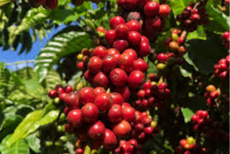 Giá cà phê ngày 25/9: Áp lực giảm vẫn đè nặng hai sàn, giá cà phê trong nước áp sát 67.000 đồng/kg - Ảnh 3.