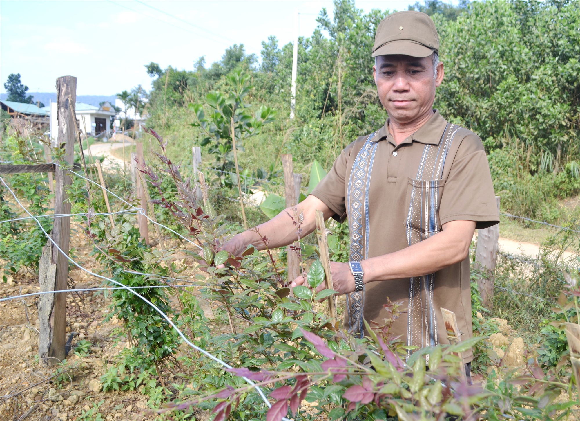 Quảng Nam: Huyện Đông Giang phát triển sản vật địa phương thành sản phẩm OCOP  - Ảnh 1.