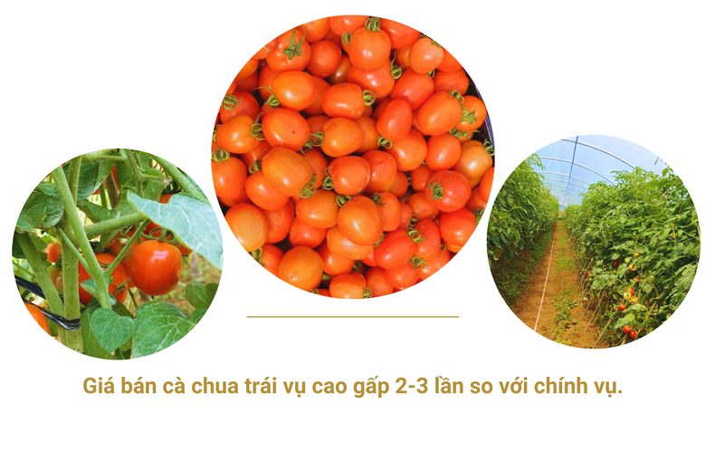 Trồng rau trái vụ ở Sa Pa, nông dân ung dung bán bao nhiêu cũng hết, tiền thu đầy túi - Ảnh 1.