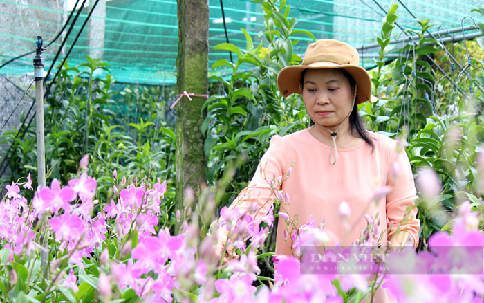 TP.HCM  xác định tập trung phát triển nông nghiệp đô thị, ứng dụng công nghệ cao, nông nghiệp sạch. Nông dân trồng hoa lan ở huyện Bình Chánh. Ảnh: Nam Bình