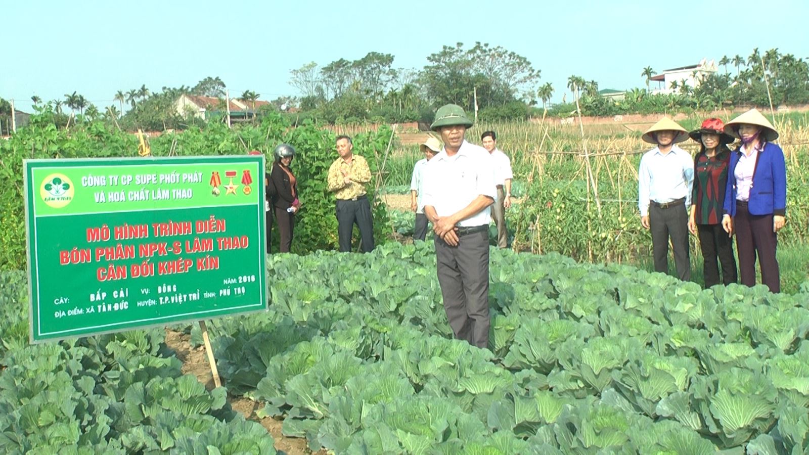 Bón phân Lâm Thao cho cây cải bắp cần lưu ý những gì? - Ảnh 1.