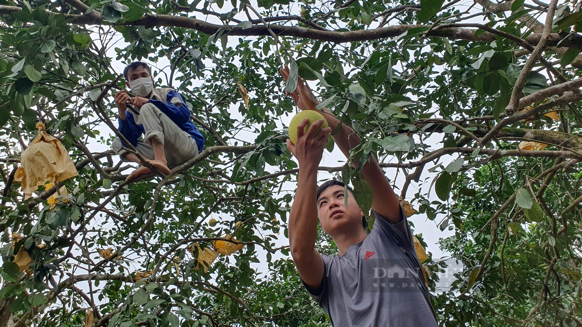 Nông dân Hà Tĩnh vội vàng thu hoạch quả “đặc sản” sau lũ tránh thiệt hại lớn - Ảnh 5.