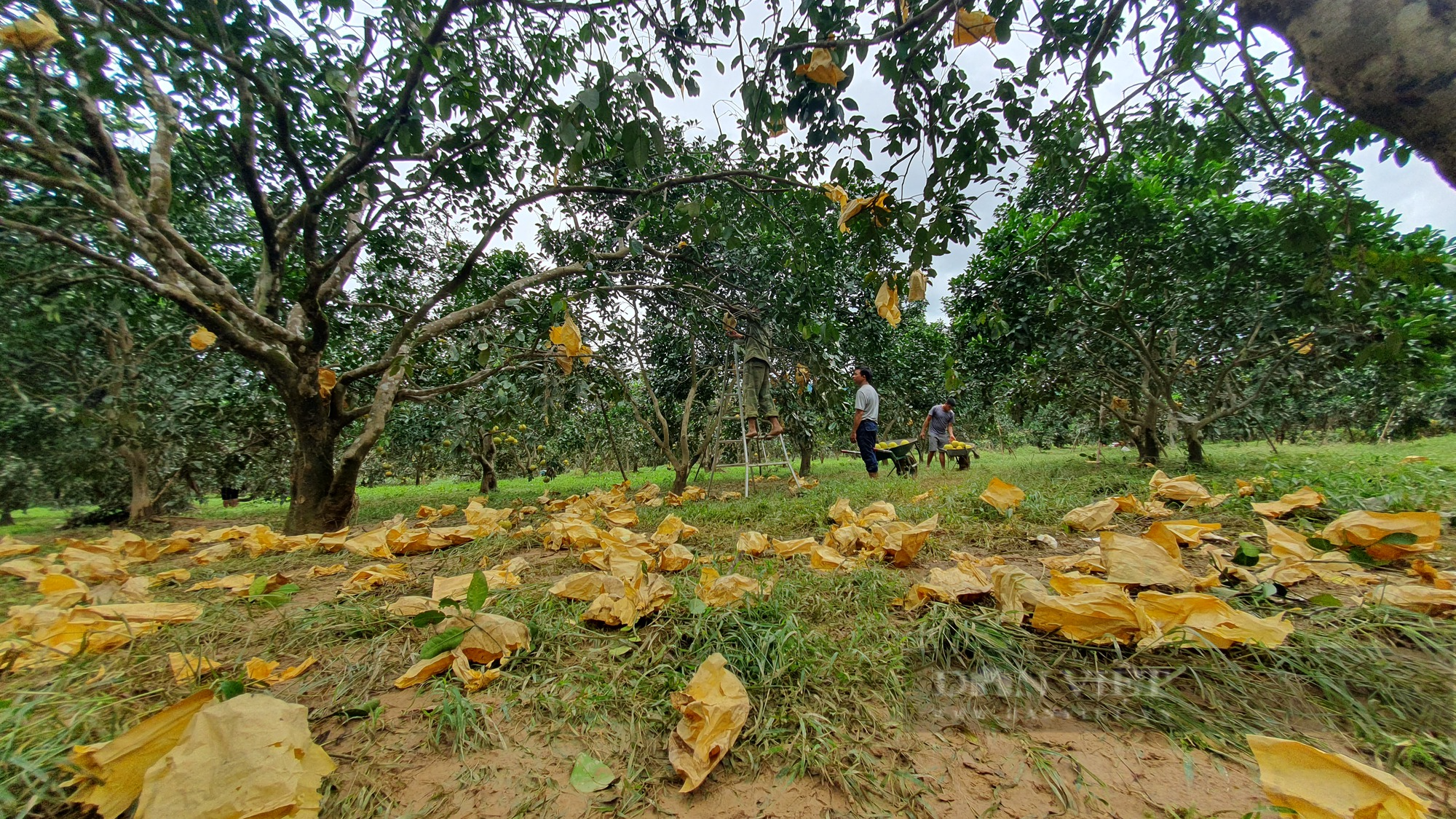 Nông dân Hà Tĩnh vội vàng thu hoạch quả “đặc sản” sau lũ tránh thiệt hại lớn - Ảnh 10.