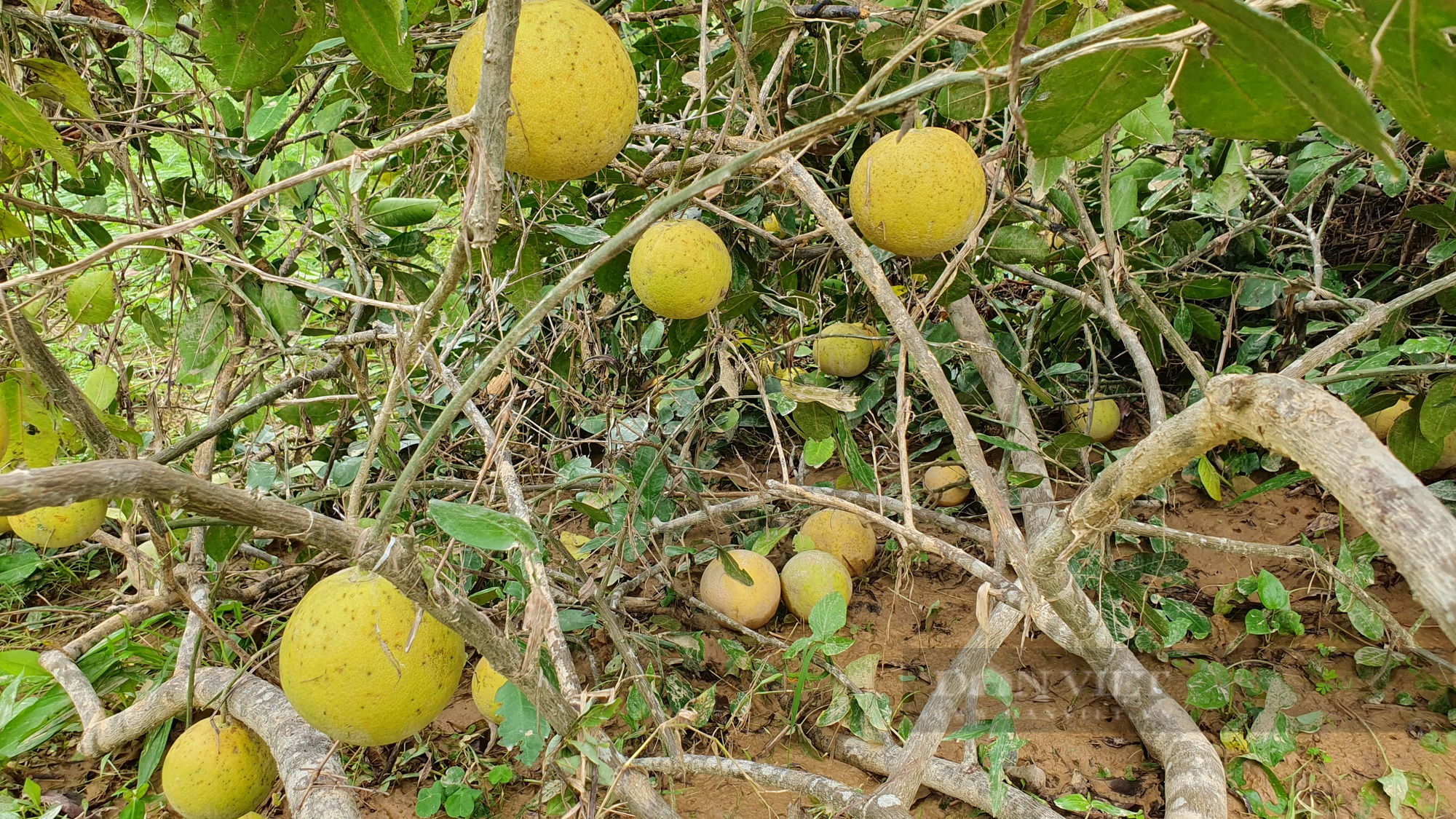 Nông dân Hà Tĩnh vội vàng thu hoạch quả “đặc sản” sau lũ tránh thiệt hại lớn - Ảnh 14.