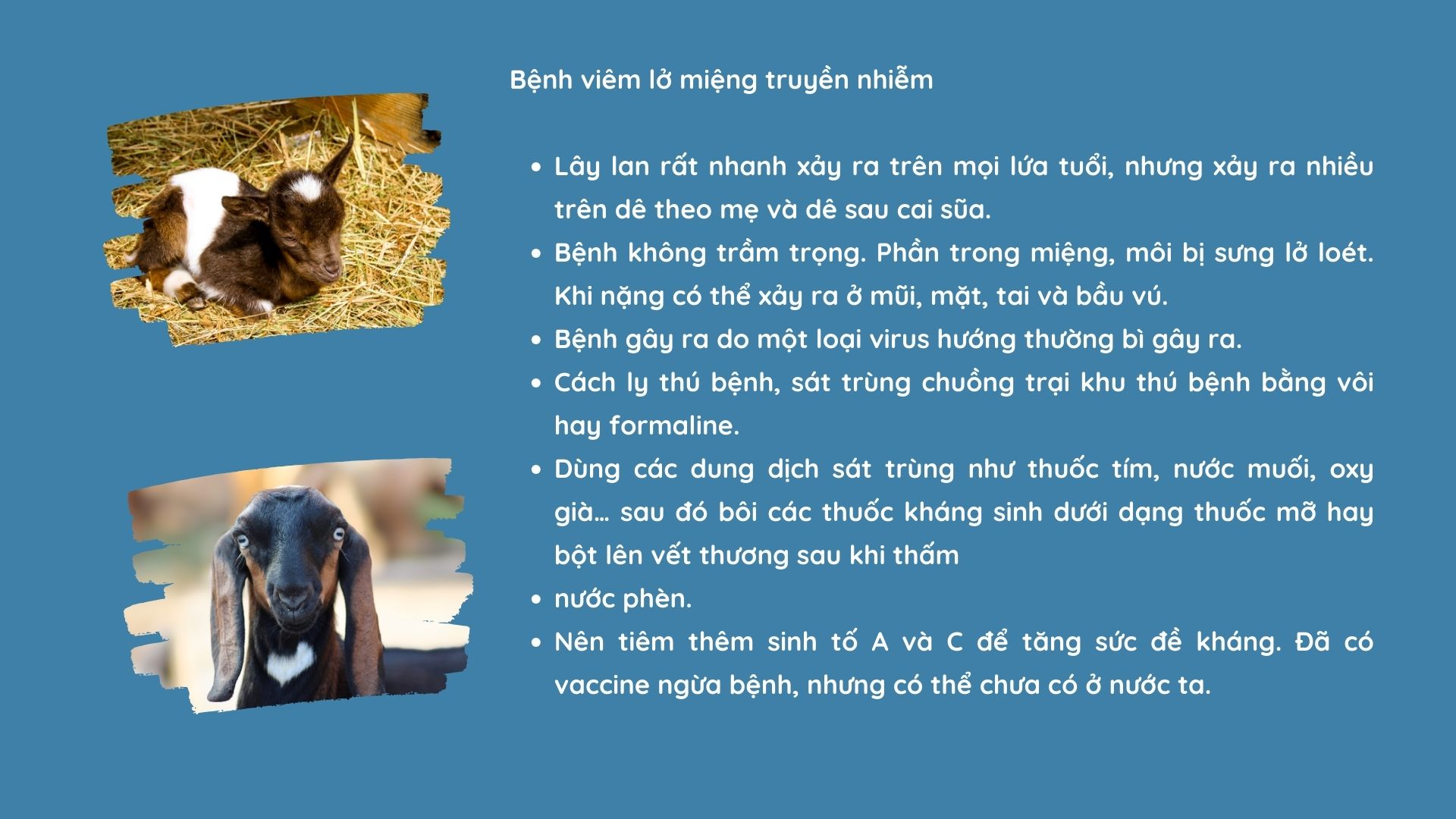 SỔ TAY NHÀ NÔNG: Mách bà con cách phòng và chữa bệnh cho dê hiệu quả - Ảnh 2.