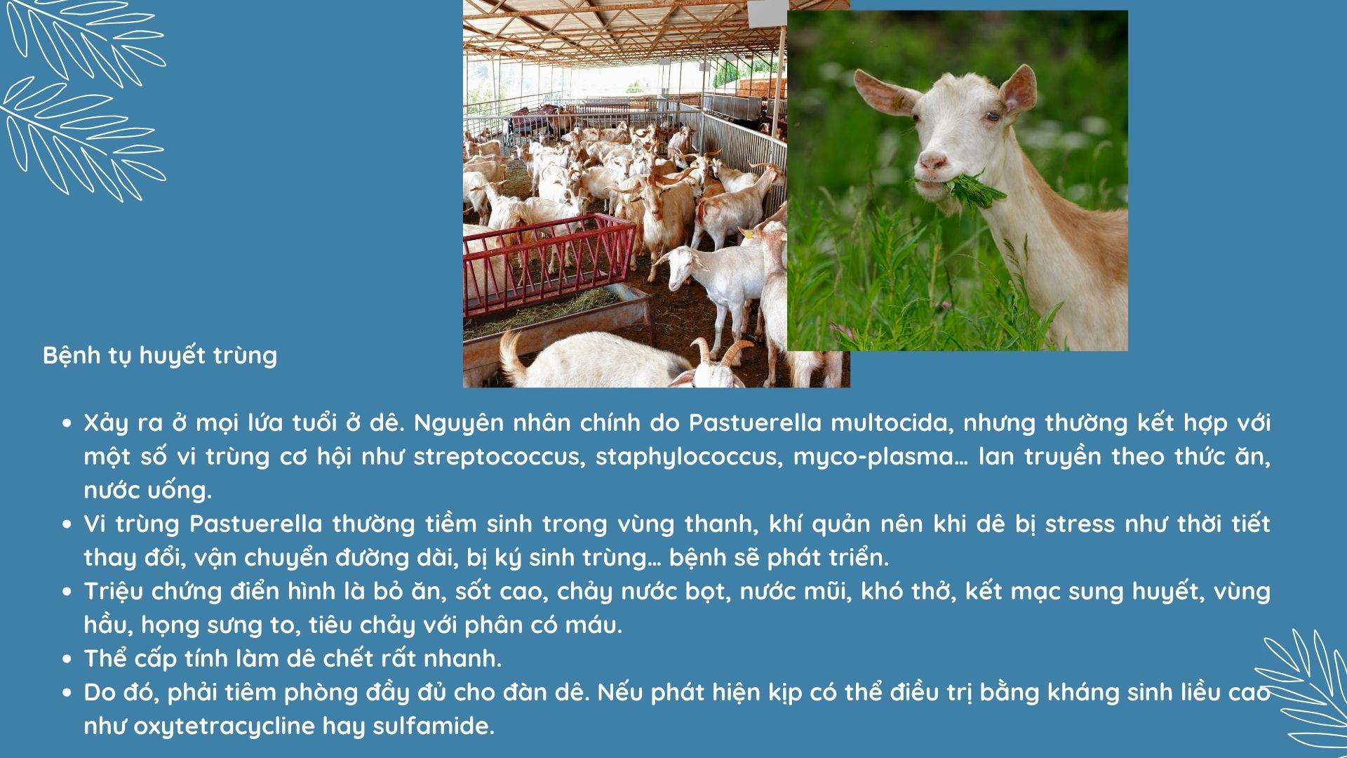 SỔ TAY NHÀ NÔNG: Mách bà con cách phòng và chữa bệnh cho dê hiệu quả - Ảnh 3.