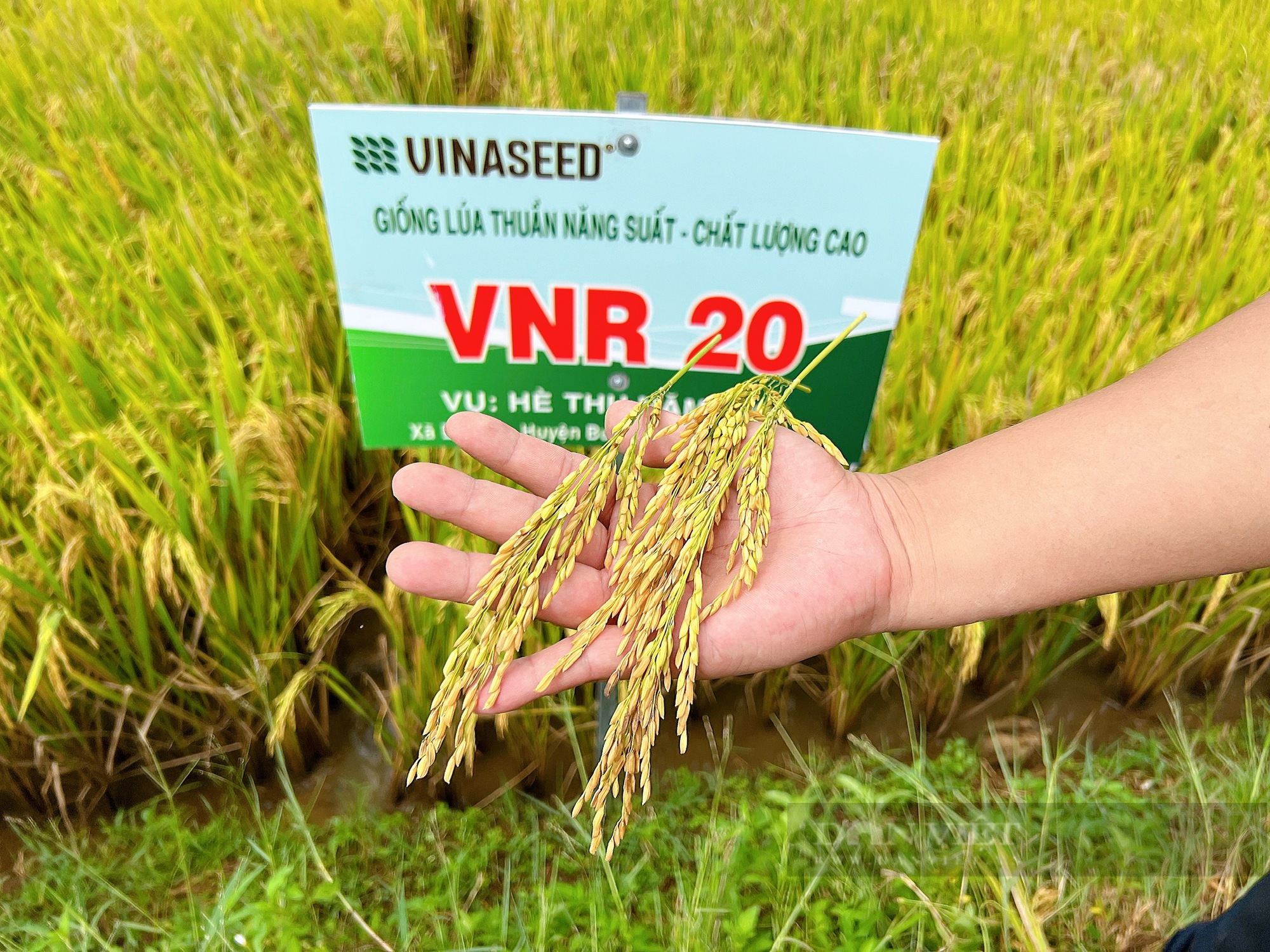 Giống lúa mới VNR20 &quot;hớp hồn&quot; nông dân Đắk Lắk - Ảnh 2.