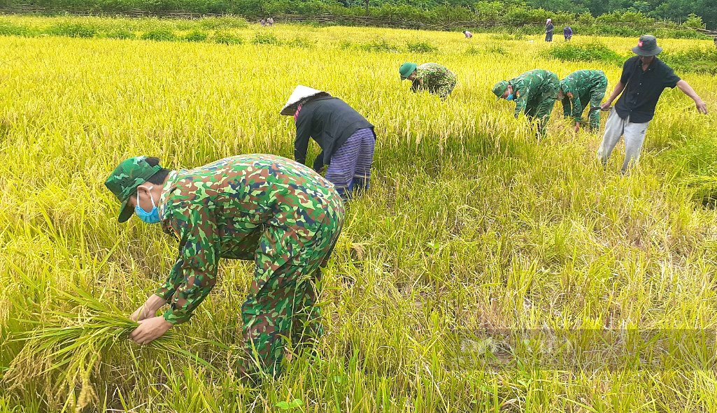 Mưa lũ vừa rút, Bộ đội Biên phòng Quảng Bình tới tận ruộng gặt lúa giúp bà con dân bản  - Ảnh 2.