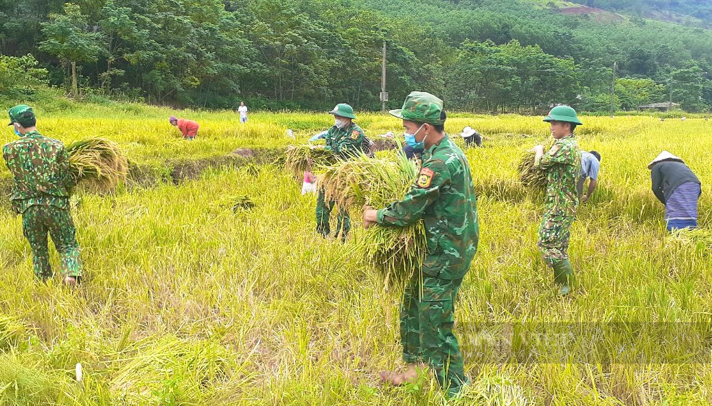 Mưa lũ vừa rút, Bộ đội Biên phòng Quảng Bình tới tận ruộng gặt lúa giúp bà con dân bản  - Ảnh 3.