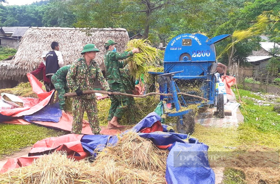 Mưa lũ vừa rút, Bộ đội Biên phòng Quảng Bình tới tận ruộng gặt lúa giúp bà con dân bản  - Ảnh 4.